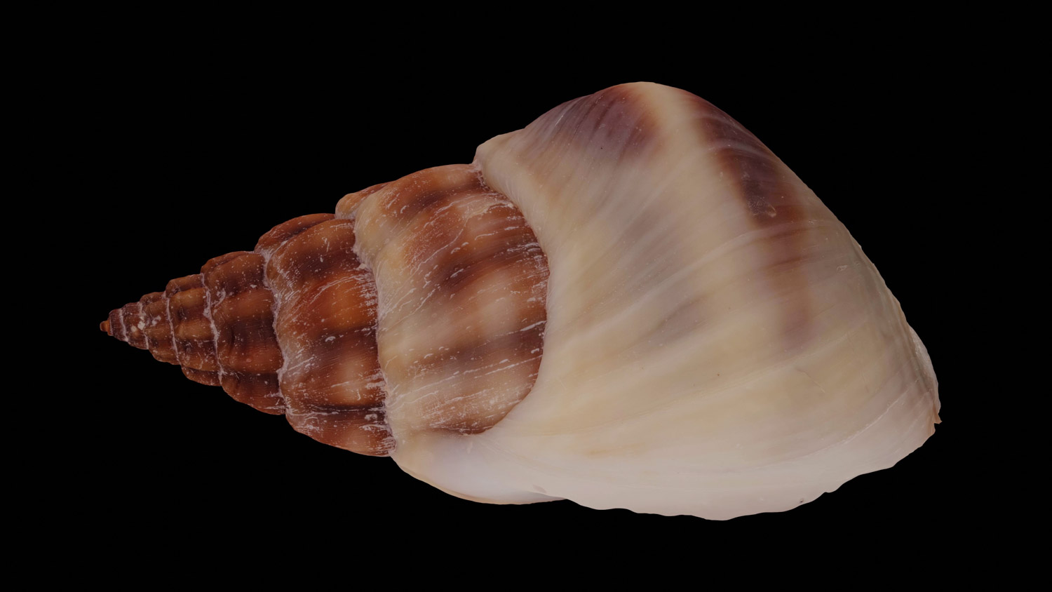 Nassarius pullus